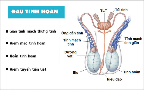 Đau tinh hoàn là dấu hiệu của nhiều bệnh lý