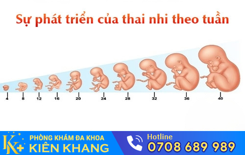 Sự phát triển của thai nhi theo tuần