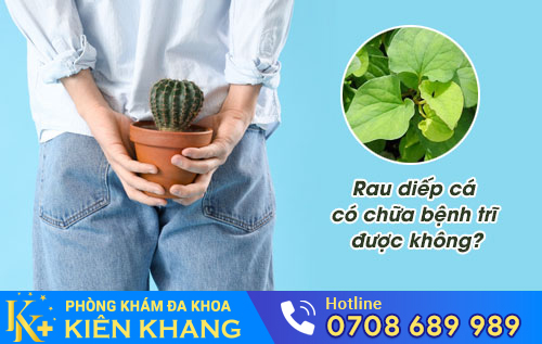 rau diếp cá có chữa được bệnh trĩ không?