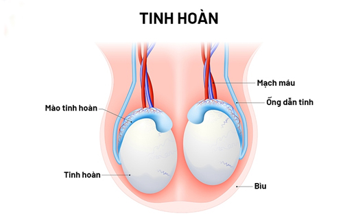 Cấu tạo tinh hoàn